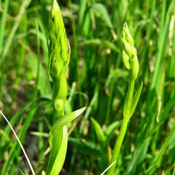 Platanthera bifolia Flower