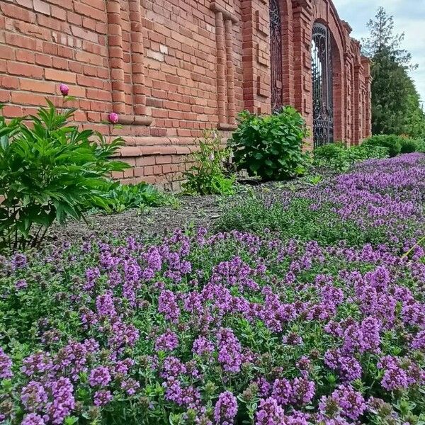 Thymus pulegioides Tervik taim