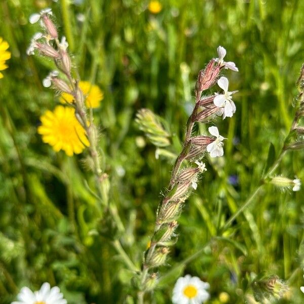 Silene gallica عادت