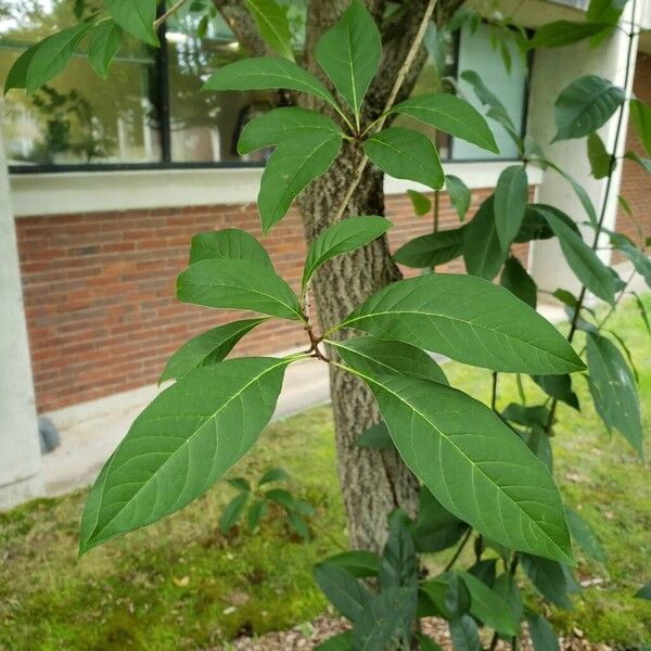 Chionanthus virginicus Feuille