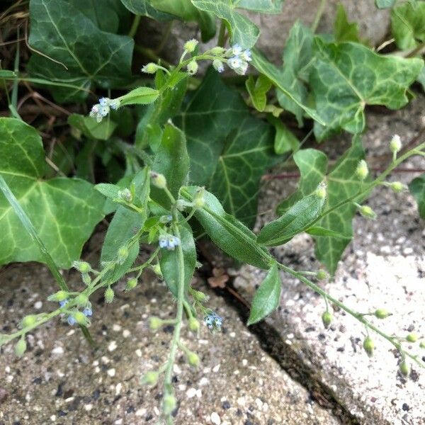 Myosotis stricta Flower