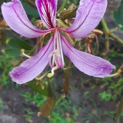 Bauhinia purpurea Flower