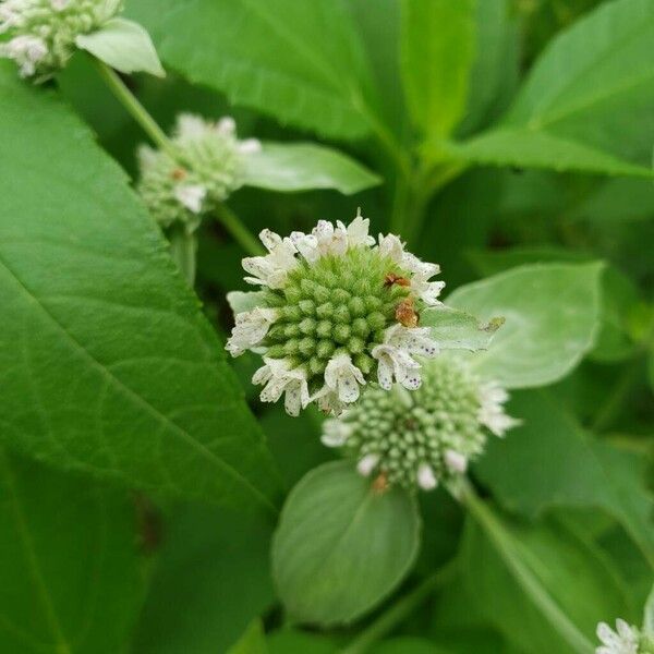 Pycnanthemum incanum Blomma