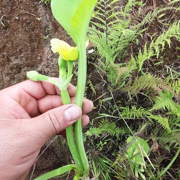 Limnocharis flava Ліст