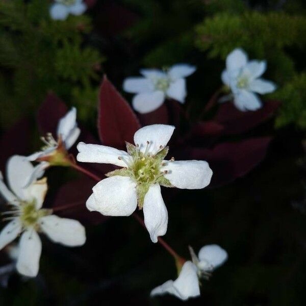 Amelanchier laevis Žiedas