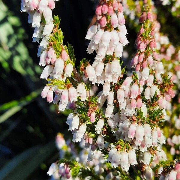 Erica lusitanica फूल