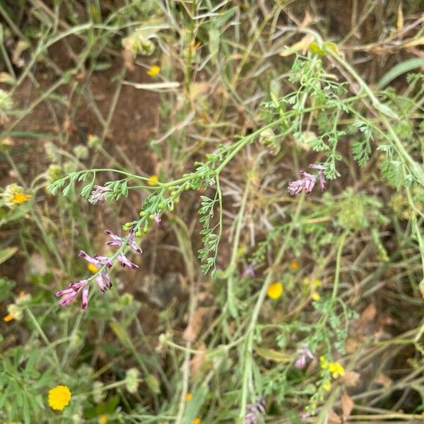 Fumaria vaillantii Flower