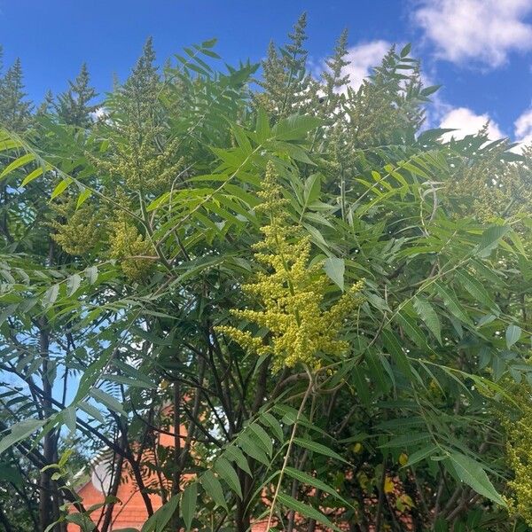 Rhus glabra Kvet