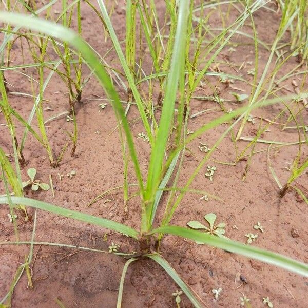 Cyperus rotundus Folha