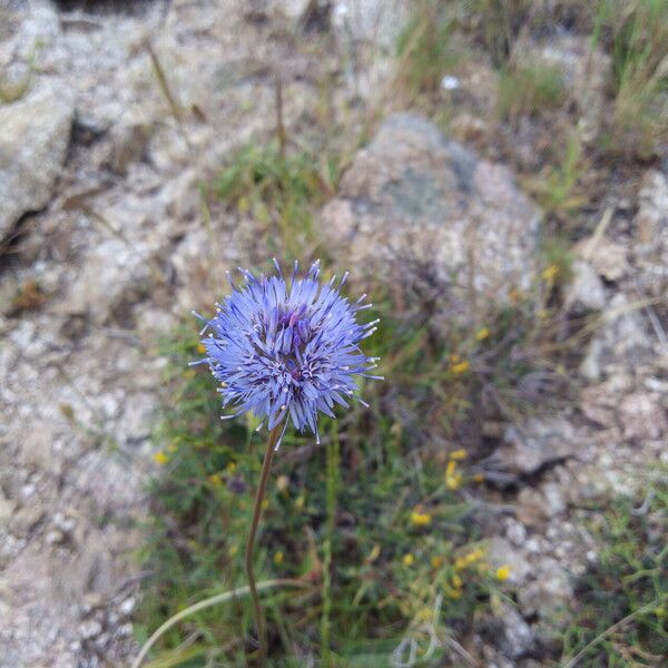 Jasione montana Blüte