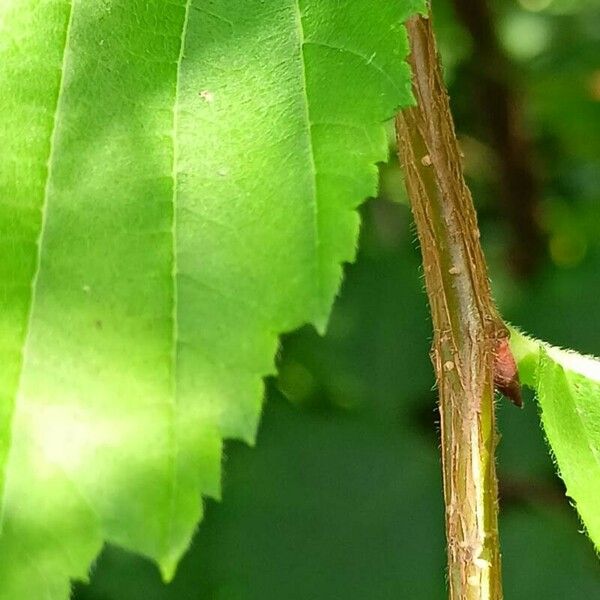 Ulmus laevis Rinde