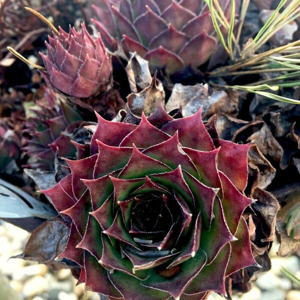 Sempervivum tectorum Hoja