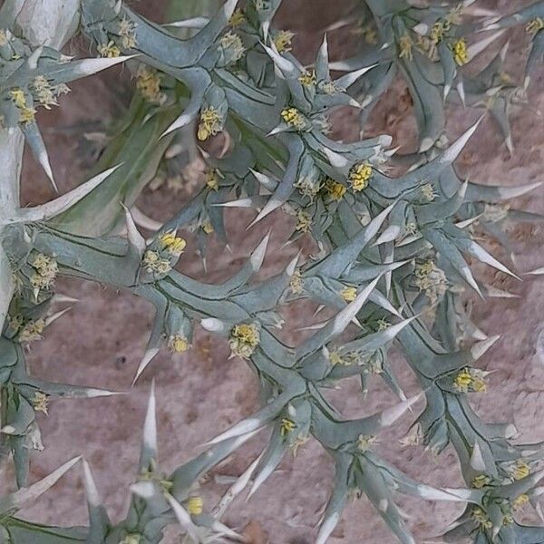 Cornulaca aucheri Flower