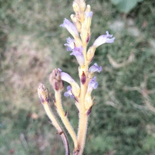 Orobanche ramosa Квітка