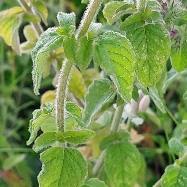 Clinopodium vulgare Hoja