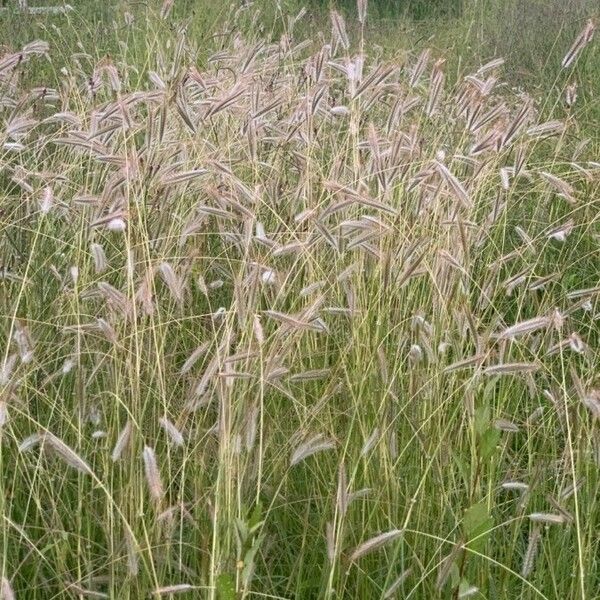 Dichanthium sericeum Ostatní