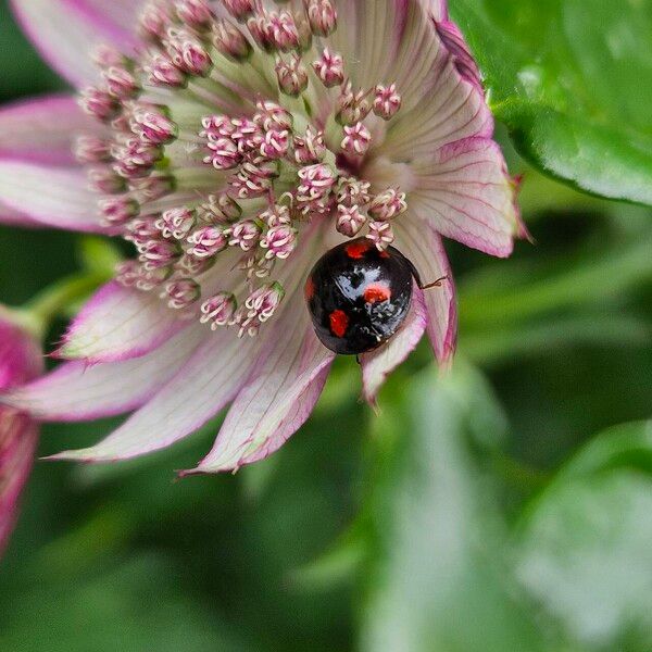 Astrantia major 花