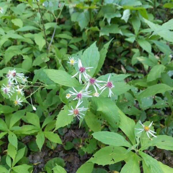 Oclemena acuminata Blomst