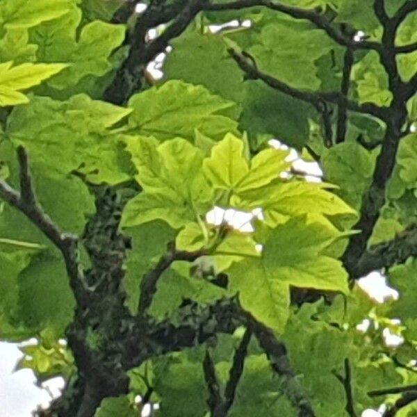 Acer pseudoplatanus Blad