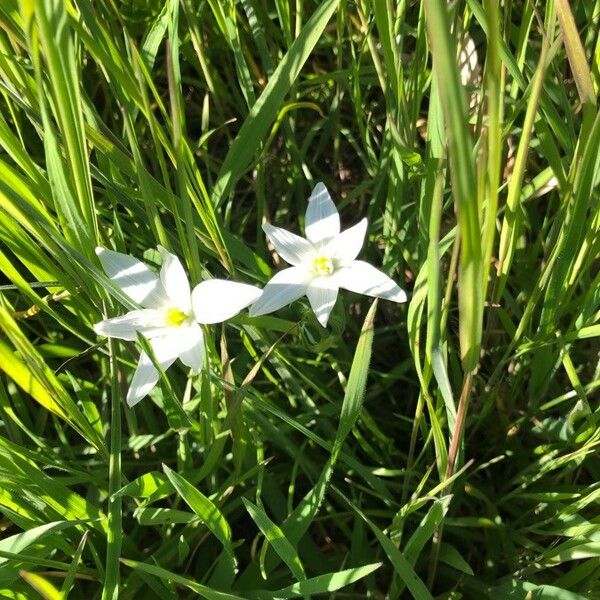 Ornithogalum umbellatum Flor