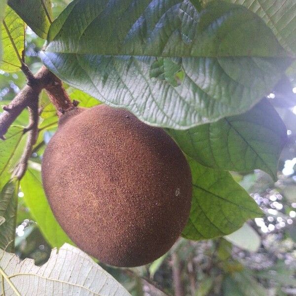 Theobroma grandiflorum Folha