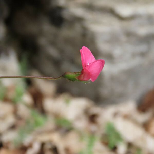 Lathyrus nissolia Floare