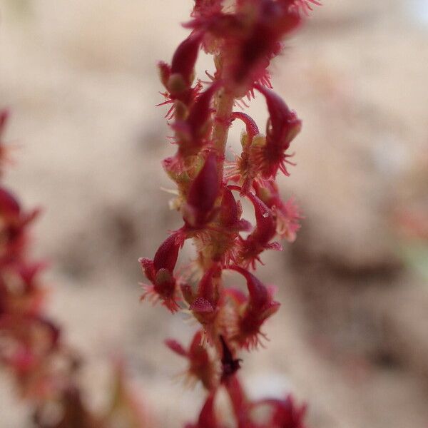 Rumex bucephalophorus Кветка