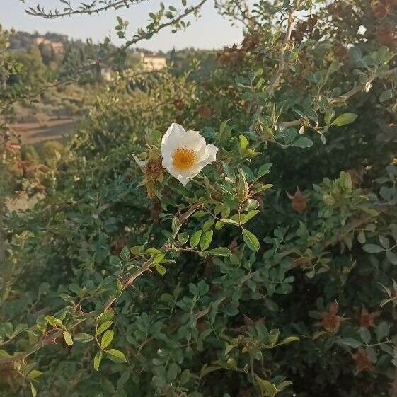 Rosa bracteata Flower