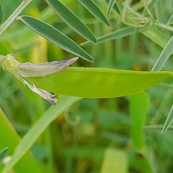 Vicia monantha Vaisius