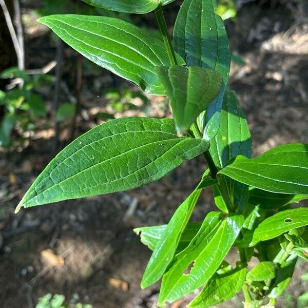 Ixanthus viscosus 葉