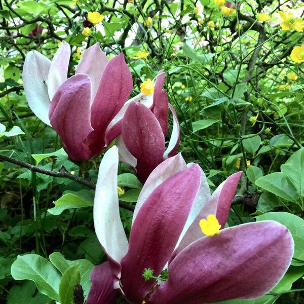 Magnolia liliiflora Flors