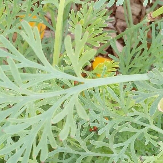 Eschscholzia californica Leaf