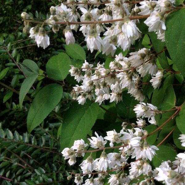 Deutzia scabra Habitus