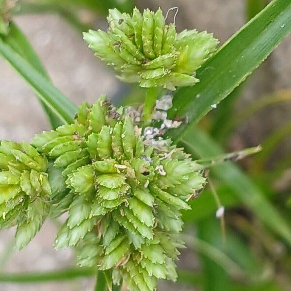 Cyperus eragrostis ফুল