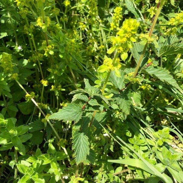 Scrophularia vernalis Cvet