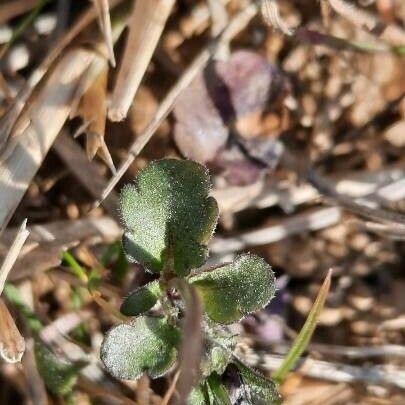 Viola hymettia Leaf