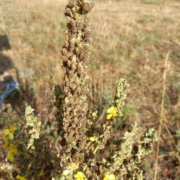 Verbascum pulverulentum Gyümölcs