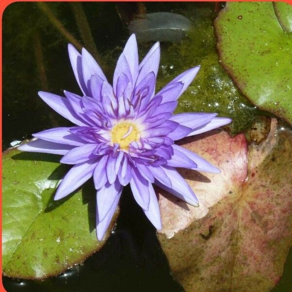 Nymphaea nouchali 花