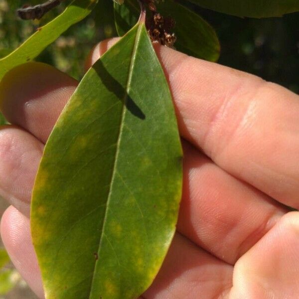 Prunus caroliniana 葉