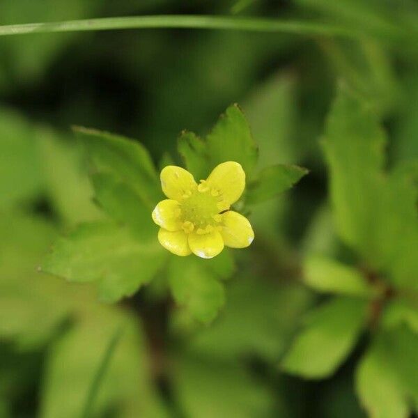 Ranunculus cantoniensis Flower