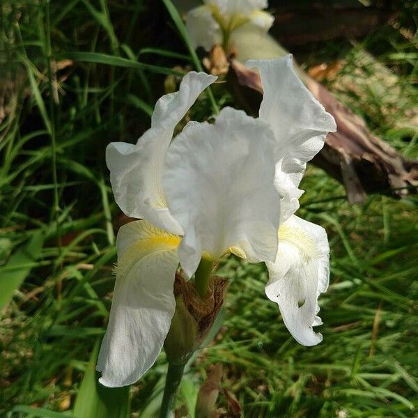 Iris albicans Цвят