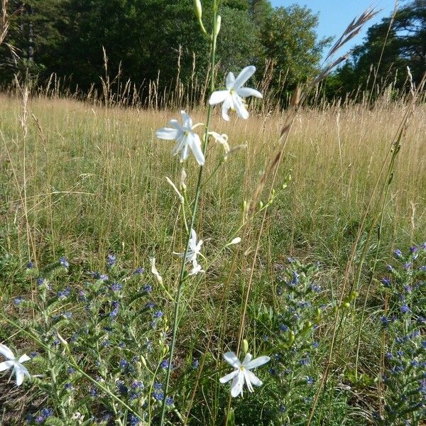 Anthericum liliago ശീലം