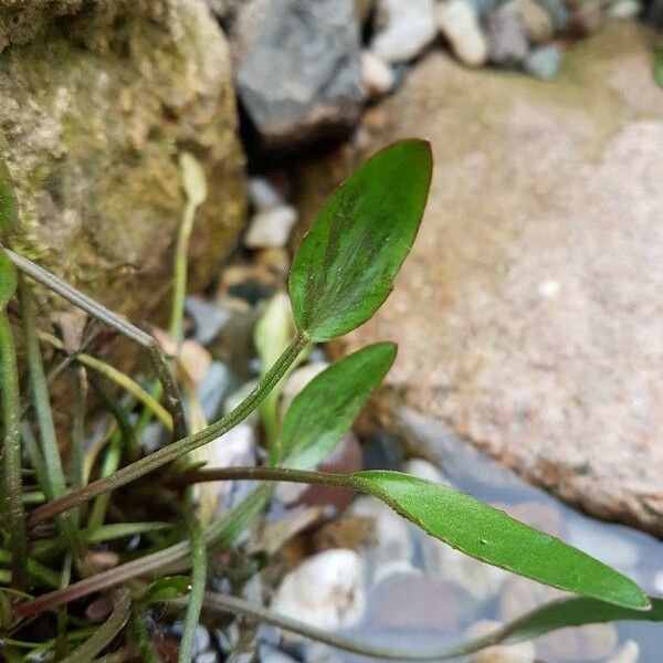 Damasonium alisma 葉