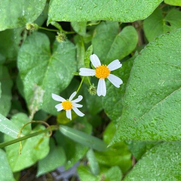 Bidens alba Virág