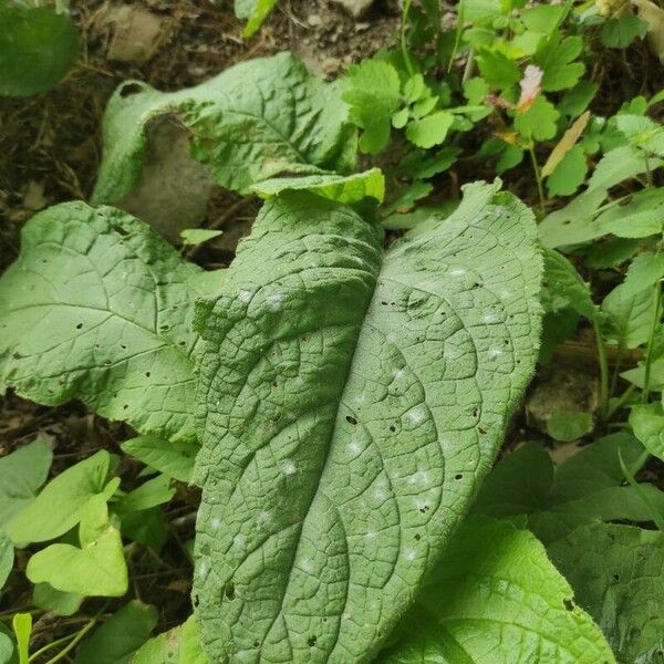 Pentaglottis sempervirens Blad