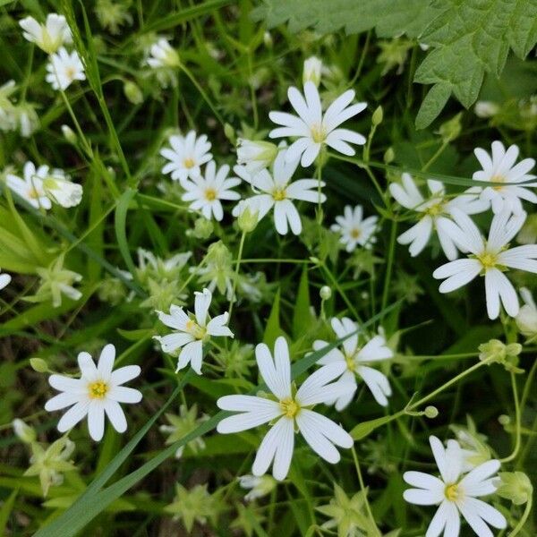 Stellaria palustris Žiedas