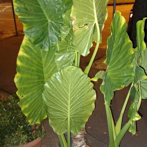 Alocasia macrorrhizos Lehti