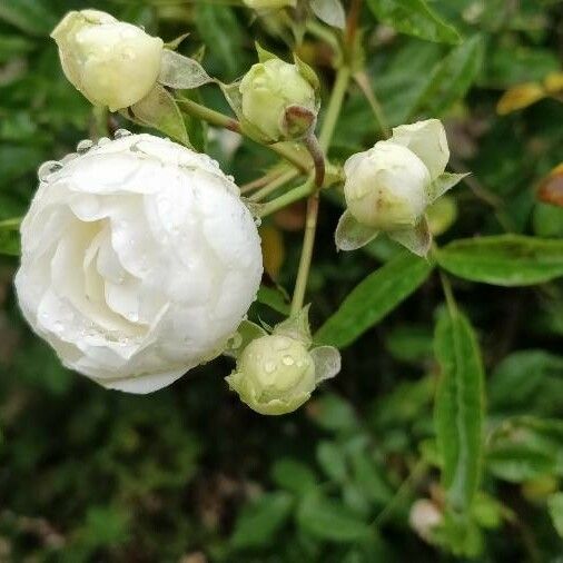 Rosa banksiae Flor