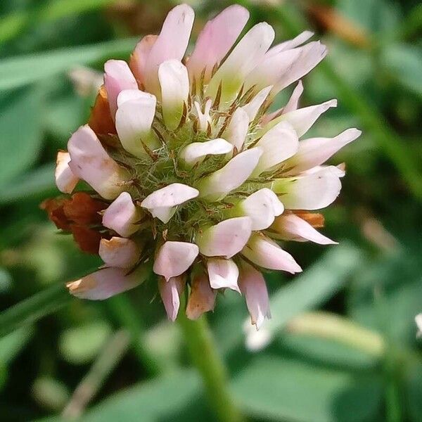 Trifolium fragiferum Floare