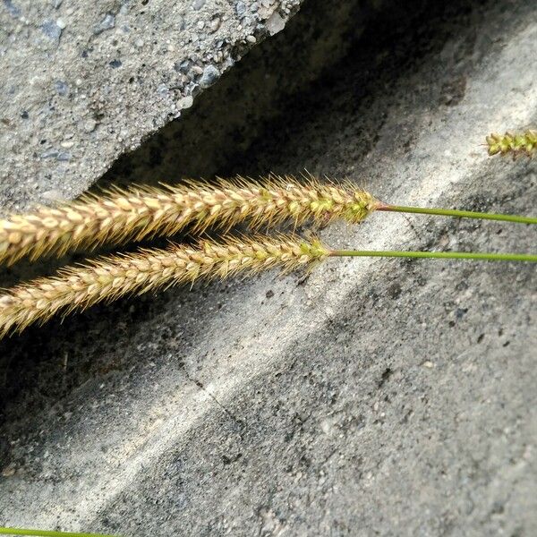 Setaria viridis പുഷ്പം